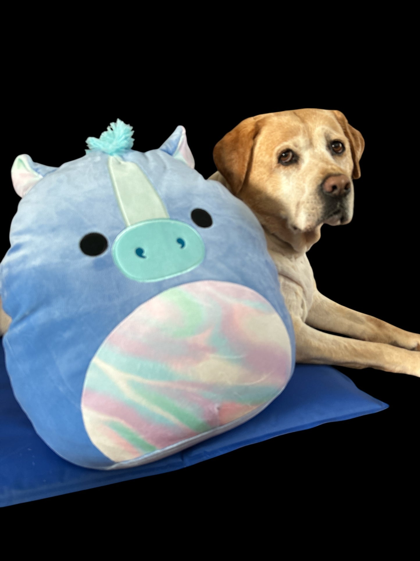 SQUISHMALLOW “ROMANO” LARGE SEAHORSE PLUSHIE 16 INCHES BIG RRP£25.00.